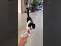 いたずら猫ちゃんs🙀🐾
