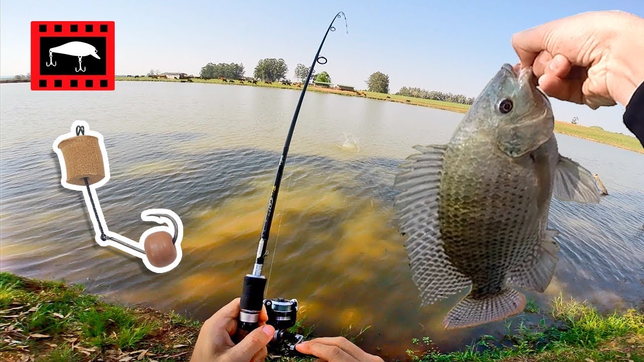 Melhor Hora Para Pescar Tilapia Pesca de tilápia com Ultra Light - YouTube
