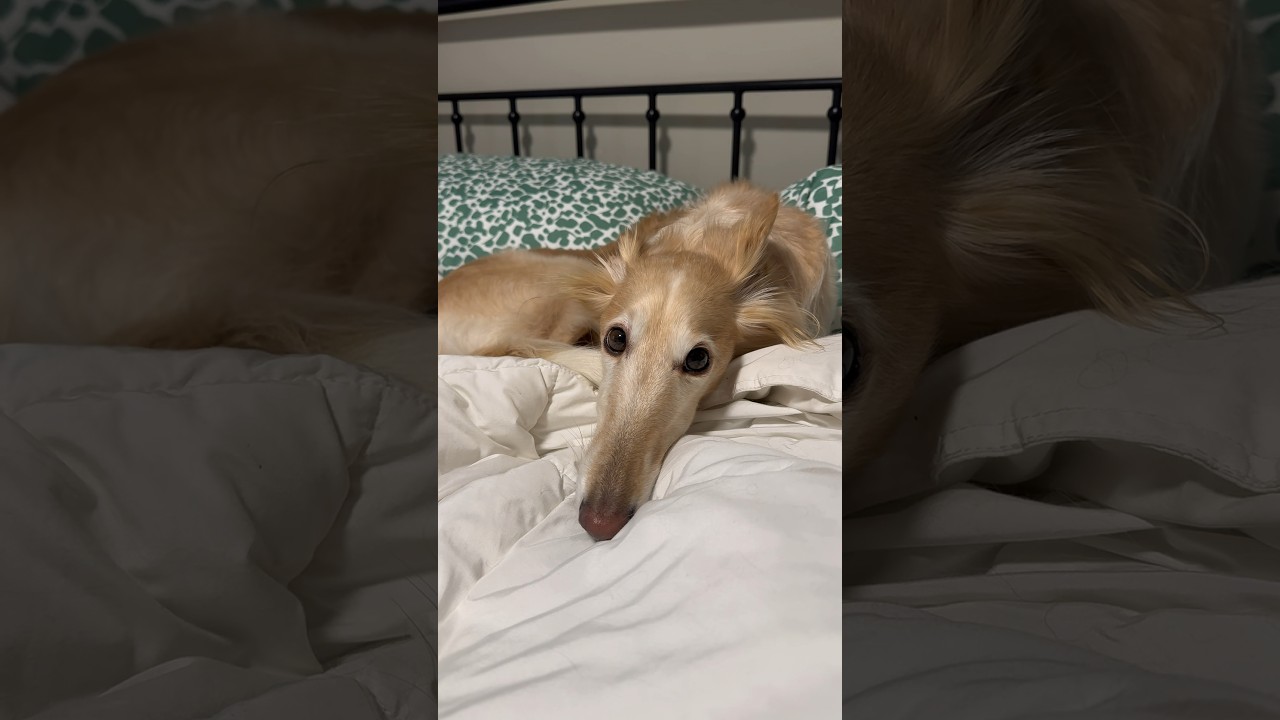 a day in the snoots, part 1 