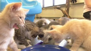 Clear the Shelters