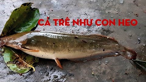 Câu cá rô ruộng .câu cá trê trúng con trê vàng như heo.# youtube câu cá hóc môn.