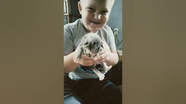 cute newborn kitten