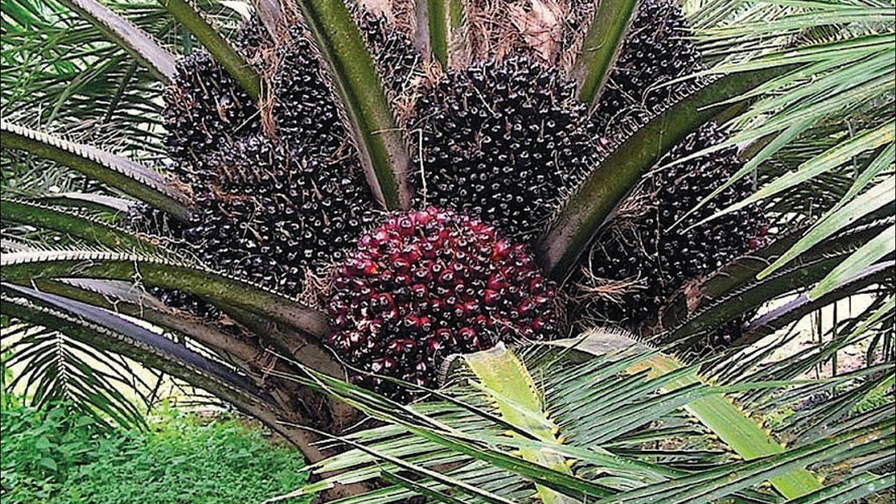 Varietas yangambi Selalu Memberikan Hasil Yang Memuaskan‼️Panen sawit Malaysia#panensawit#putrajebek