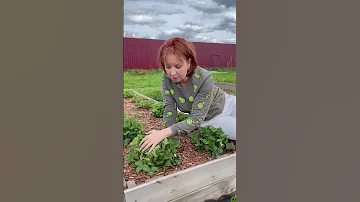 Черные цветочки на клубнике - это результат ночных заморозков