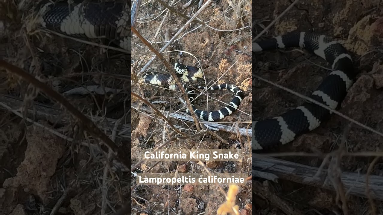 California King Snake, I found while hiking last night #hiking #snake #snakes