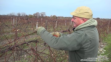 Simulating Mechanical Pruning in Concord Vines  - LERGP Podcast #44