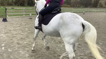 Half pass counter canter