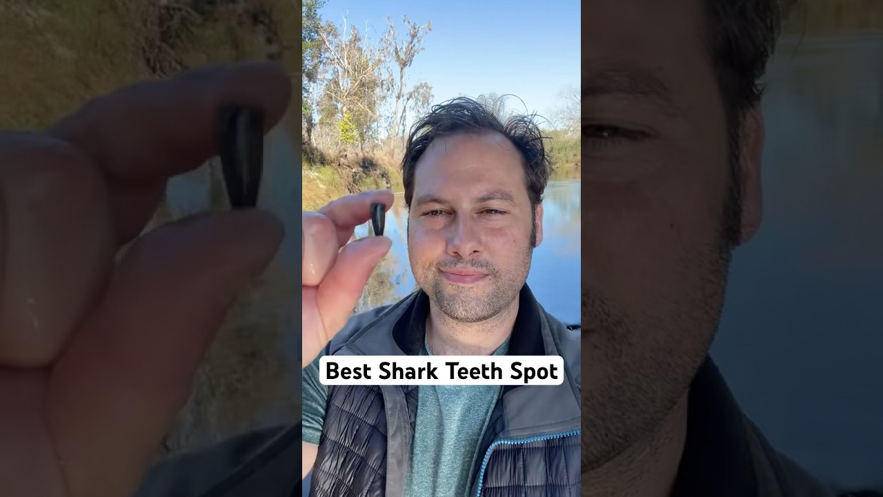 Shark Teeth spot #shark #fossils #florida #fossil #prehistoric #tigershark #stingray #bones #fl #ca