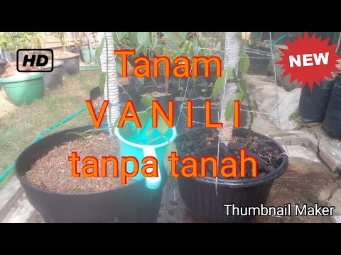 Video: Campuran Pot Soilless Untuk Bibit - Cara Membuat Media Tanam Soilless