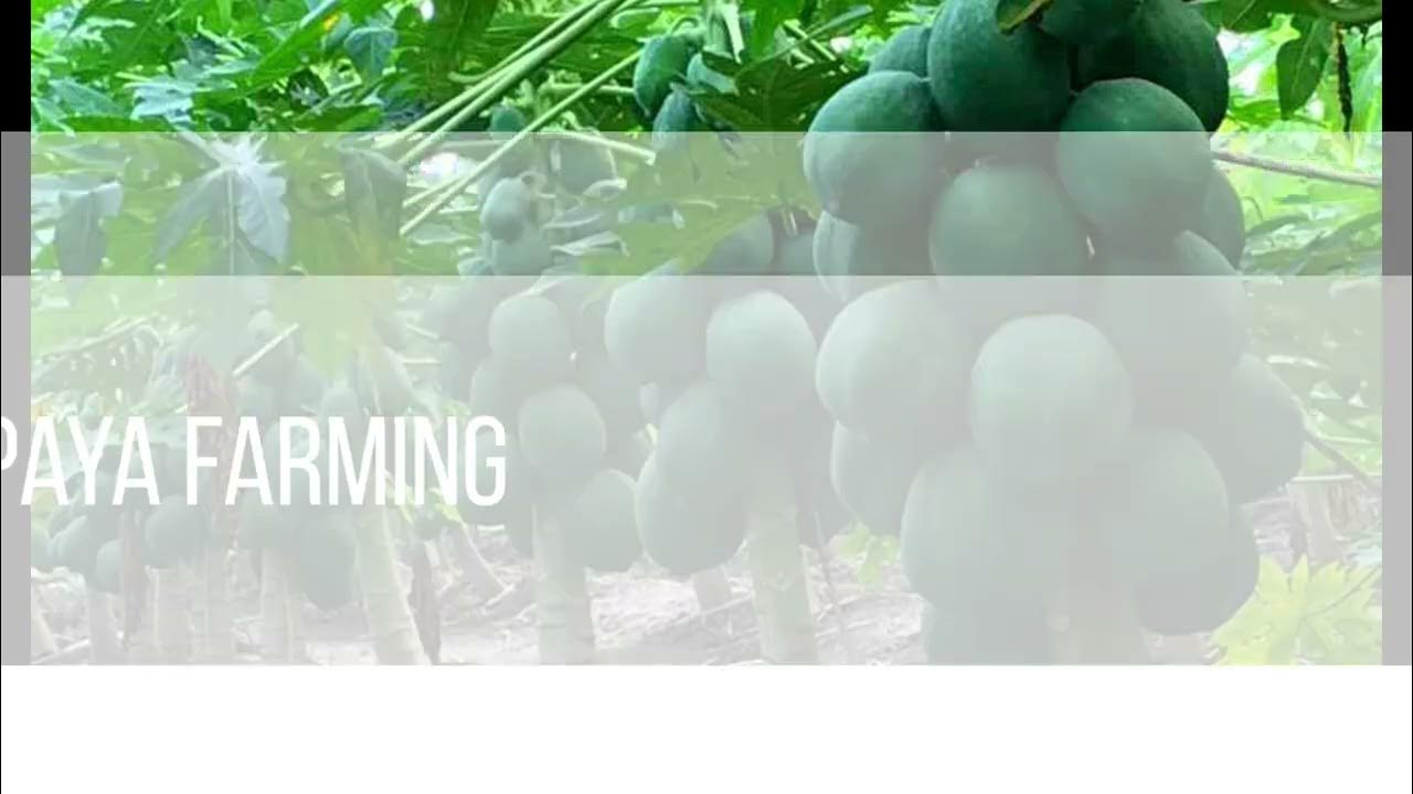 papaya cultivation practice with fertilizer dose YouTube