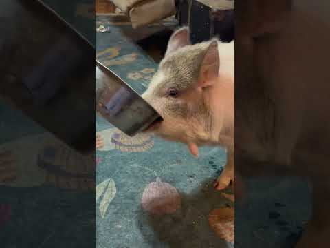 Pig politely asks for food with empty bowl in Florence, Mississippi