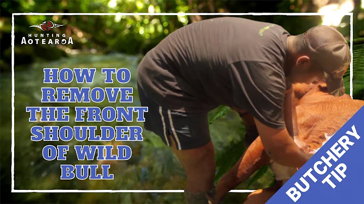 How to take off the front shoulder of wild bull - Hunting Aotearoa Tip - Part 2