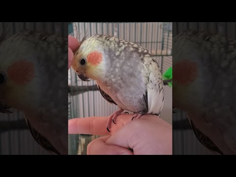 Vidéo: Votre guide pour votre premier animal de compagnie Albino Budgie