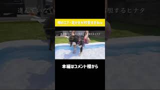 エアー足かきが可愛すぎる豆柴子犬w #Shorts