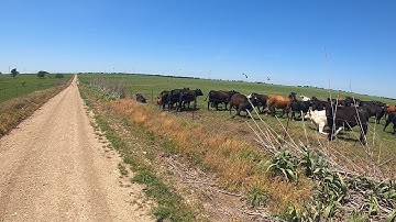 Cows with Amputee Cyclist Aaron Smith near Gainesville, TX 4/14/2024