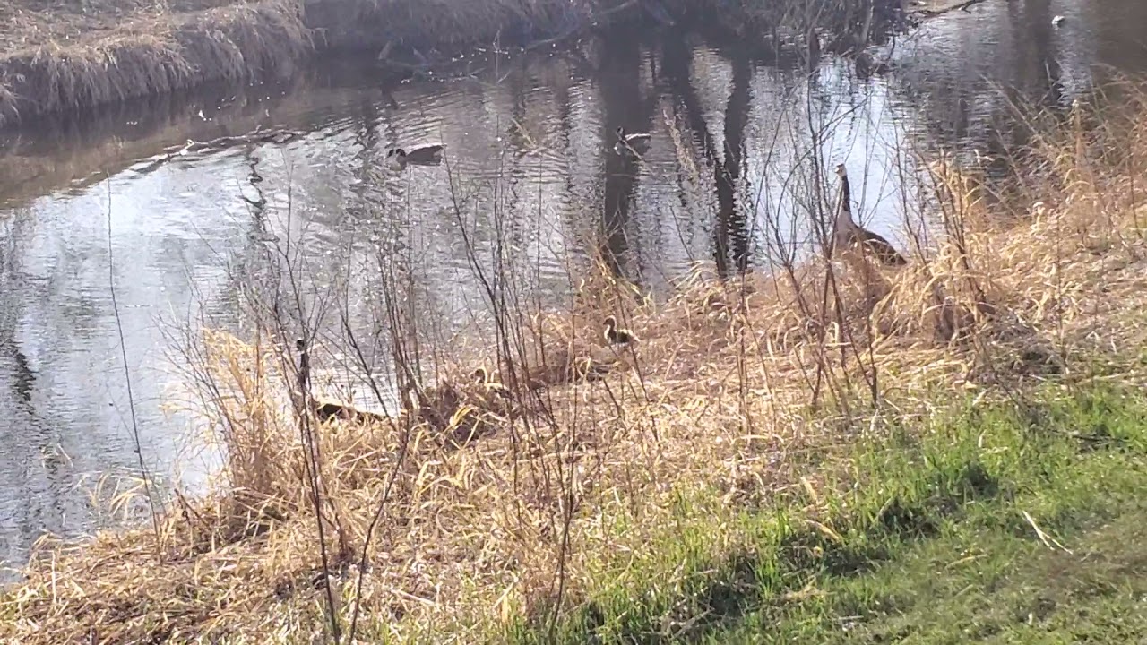 Geese and Goslings at Sturgeon Creek