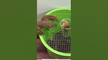 Bẫy chuột 😅 #shorts