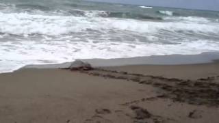 Liberazione Tartarughe Marine