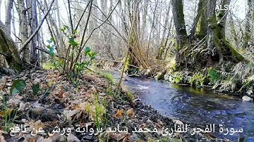 محمد سايد - سورة الفجر |089| MOHAMED SAYED - SURAT AL FAJR