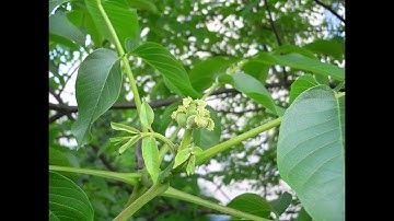 ID That Tree: Persian Walnut