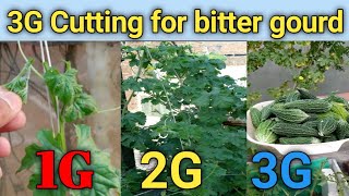 3G cutting se zayada karele harvest krne ki trick|3G cutting in bitter gourd|karela ki 3G cutting screenshot 4
