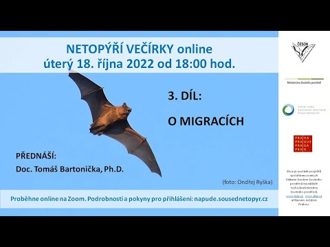 Video: Migruje pipistrelle východní?