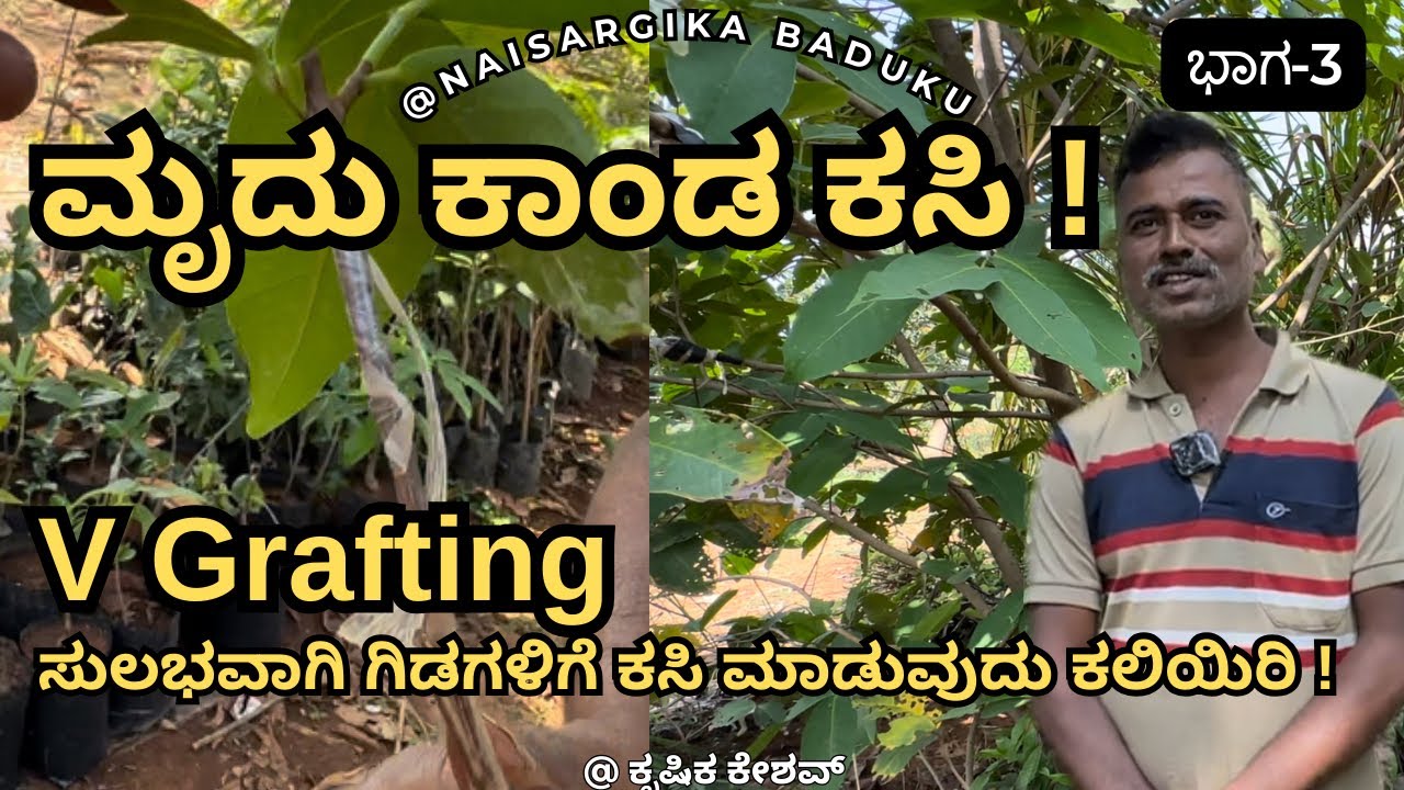 ಮೃದು ಕಾಂಡ ಕಸಿ | V Grafting | ಒಂದೇ ಮರದಿಂದ ಸಾವಿರಾರು ಗಿಡ ಕಸಿ ಮಾಡುವ ಉತ್ತಮ ವಿಧಾನ  | Part -3🇮🇳💛❤️