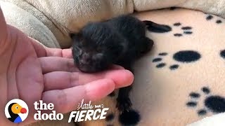 Watch This Teensy Incubator Kitten Grow Up | The Dodo Little But Fierce