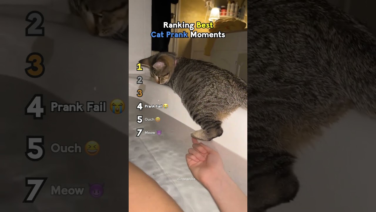Ranking Best Cat Prank Moments