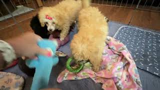 Toy Poodle Puppies Looking for Their Forever Homes ❤️