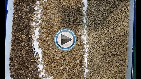 How Raw Arabica Coffee Beans Color Sorting With 2nd Sorting