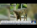 Search for coyote in Studio City who needs treatment