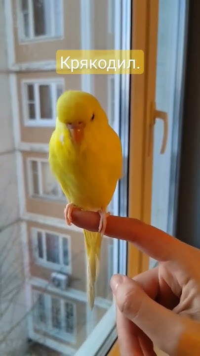 болтливый попугай 🦜💛часть 6 - YouTube