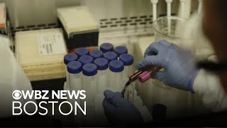 Tuberculosis vaccine used to treat Type 1 diabetes shows promising results in clinical trial