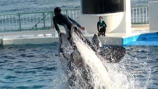 Orca Show at Kamogawa Sea World 【4K】 by Supli Abi 297,342 views 2 years ago 11 minutes, 9 seconds