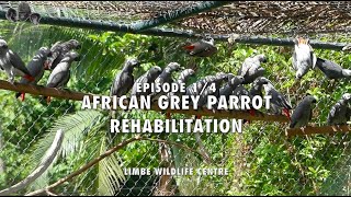 African Grey Parrot Rehabilitation at the Limbe Wildlife Centre - Episode 1