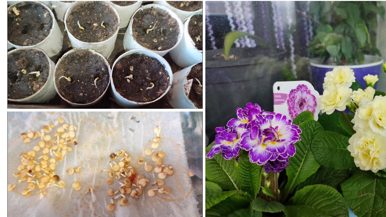 Сію перець,колеуси!Квітують примули Балеринки,на балконі!