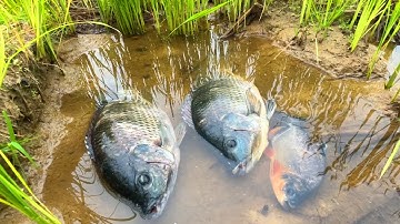 Tìm bắt cá ngoài ruộng, cá rô phi, cá chép, cá sộp, cá chim