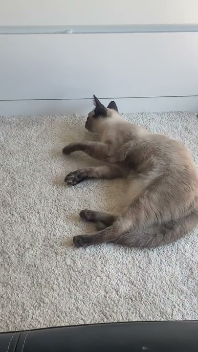 5 месячный котенок надоедает Люсе 😂#котики - YouTube