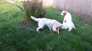 Edie and Millie's first run in a yard May 3rd by ChampersandsTail 2 views 9 years ago 4 minutes, 11 seconds