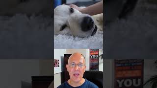 Petting a Dog Reverses Stress | Dr. Mandell   #shorts Update