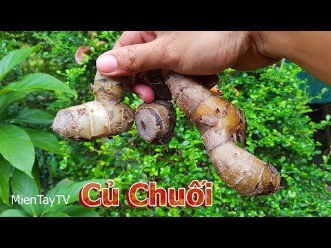 Video Lần đầu mình biết và ăn củ chuối [Miền Tây TV] - youtube