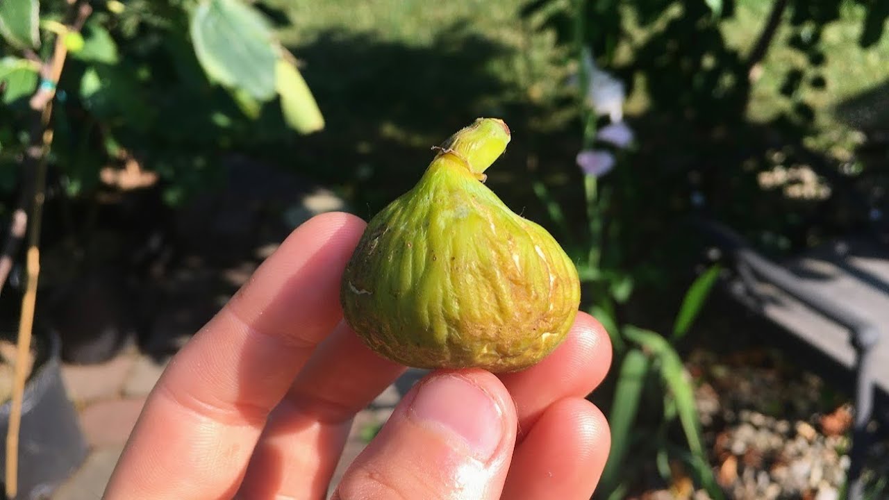 Fig Tree, NO FRUIT - Grow Figs Not Leaves | The 4 Reasons Why Your Fig Tree  IS NOT Fruiting