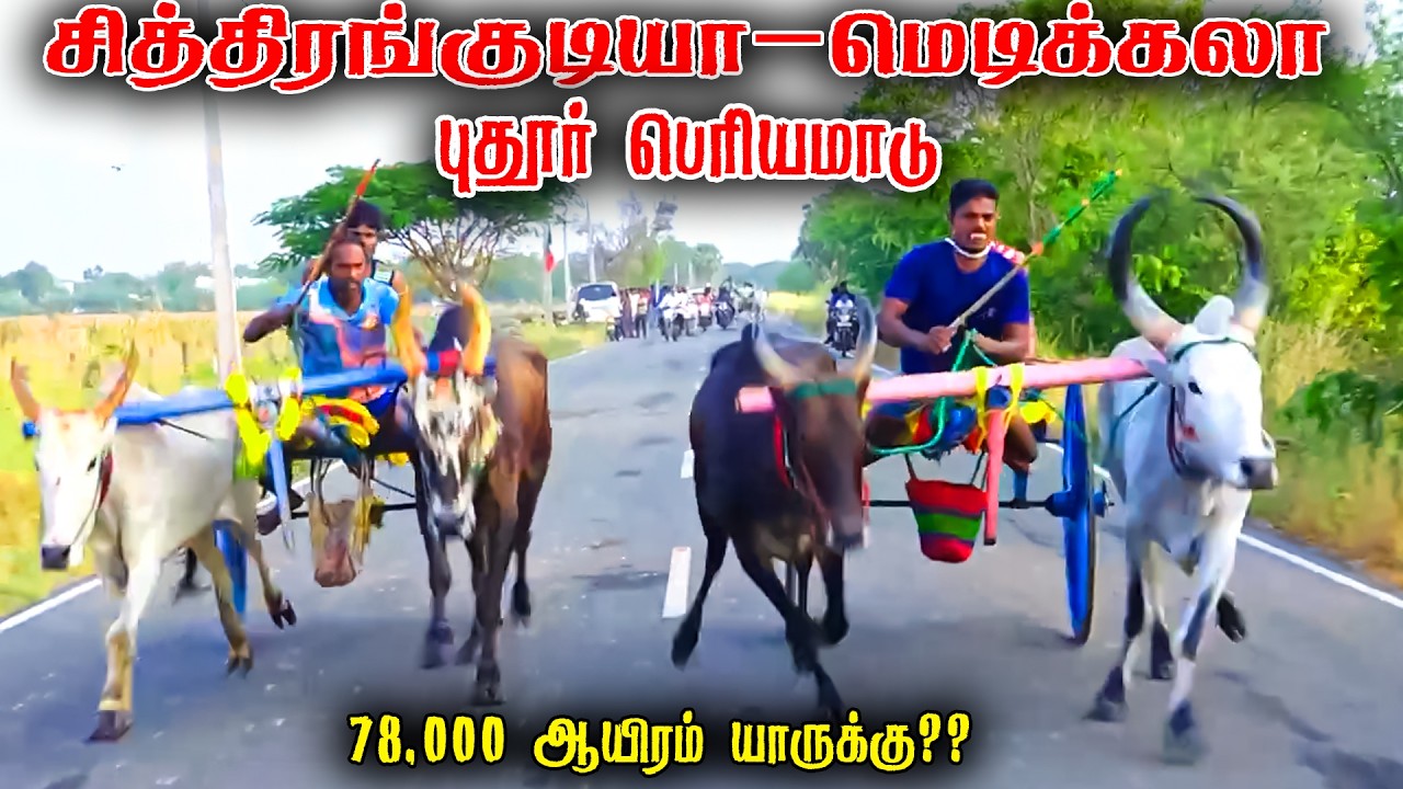 புதூர் பெரியமாடு பந்தயம் 26-02-2026|Periyamadu  Race
