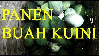 Panen Buah Kuini