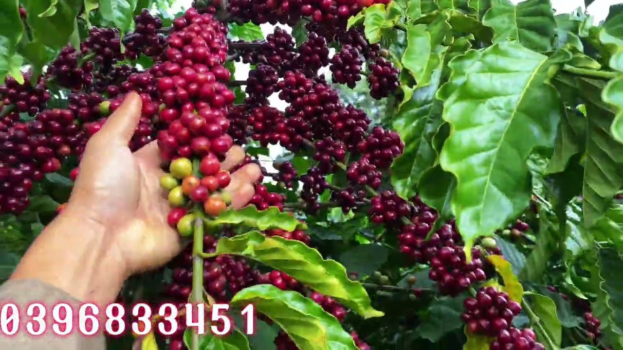 Cần làm gì cho  cà phê từ sau thu hoạch đến đợt tưới thứ 2 .