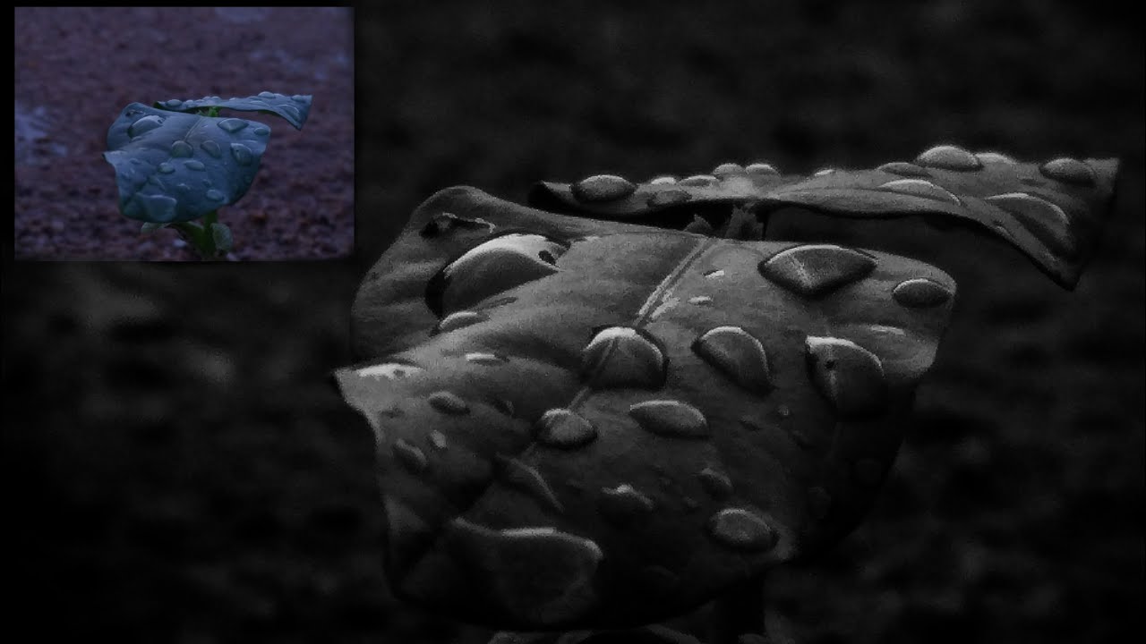 Photo editing |photography #2 | udit editz