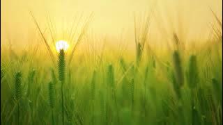 Kevin Kern - Sundial Dreams (Relaxing Music)