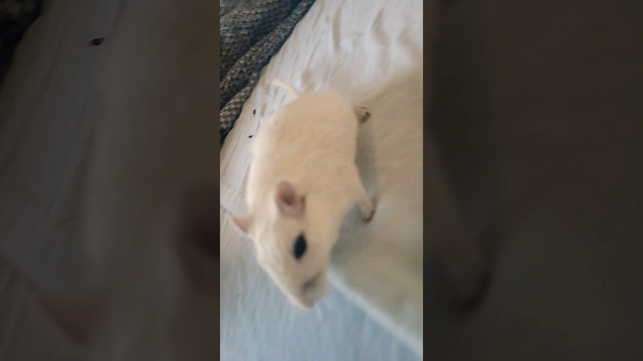 oh no kakka ja pissa sängyssä! 💩😳 #😳 