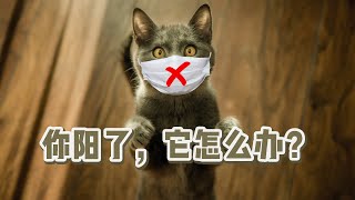 铲屎官阳了，宠物到底应该怎么办？【宠物知识】 by 萌控生活 cute-live 86 views 1 year ago 3 minutes, 5 seconds